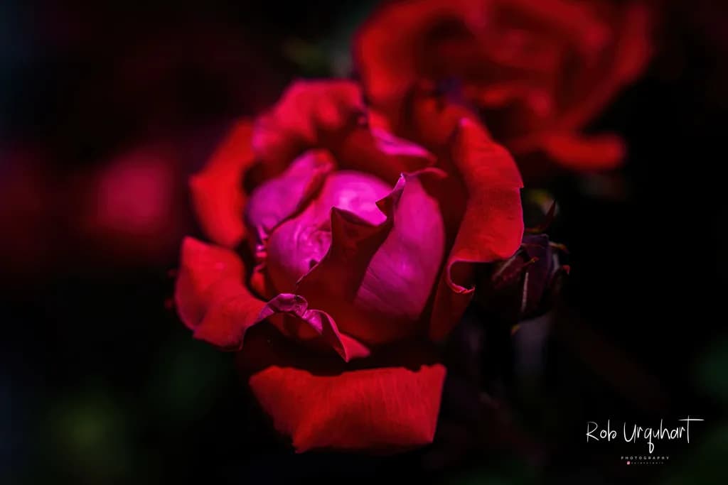 Midnight Petals
