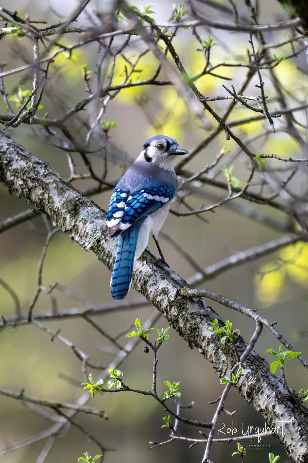 Bluejay Reverie