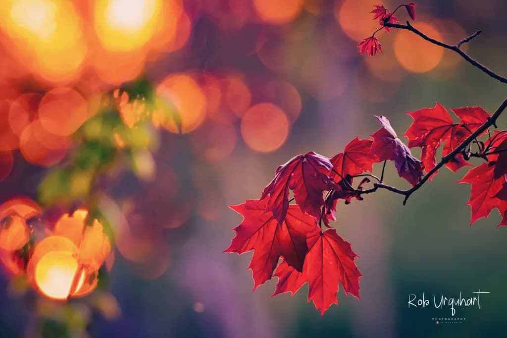 Maple Glow