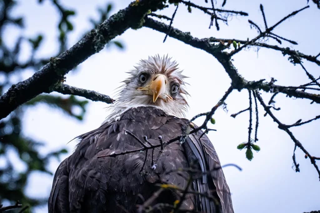 Wet Morning Vigil