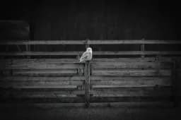 A Quiet Pause on Weathered Wood