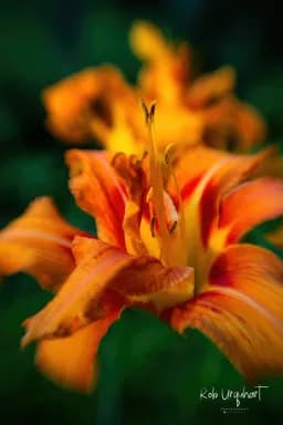 Ember in Bloom