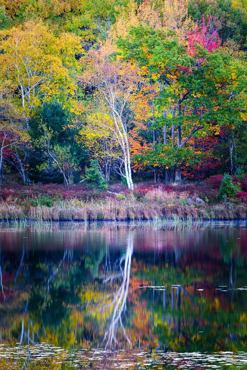 Whispers of Autumn: A Serene Reflection on Nature's Palette