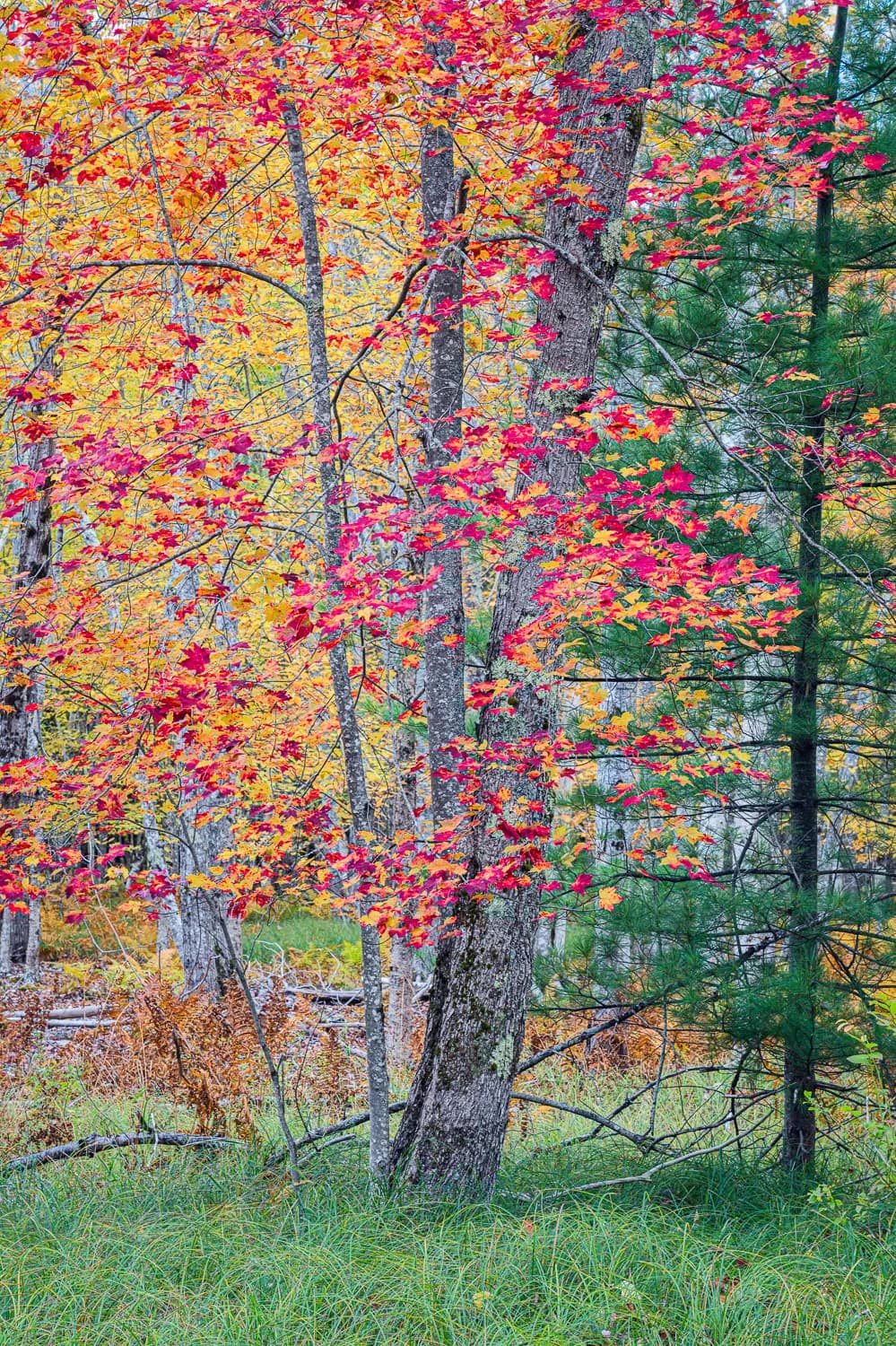 Autumn's Embrace: A Vibrant Tapestry of Nature's Foliage and Trees