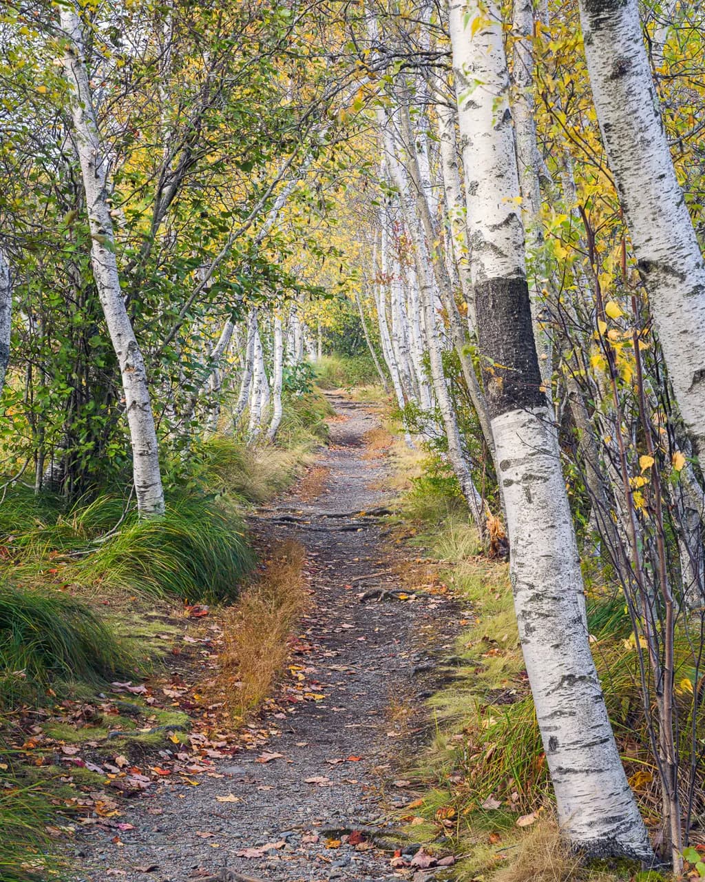 Whispers of Autumn: A Tranquil Pathway Through Nature's Embrace