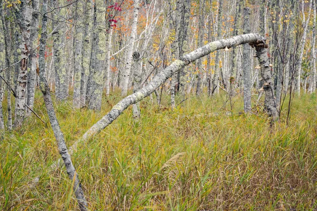 Whispers of Autumn: A Serene Forest Embrace
