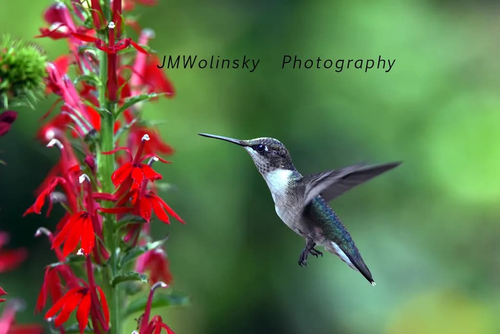 Whimsical Hummingbird Dance Among Vibrant Blooms: A Nature's Delight in Photography