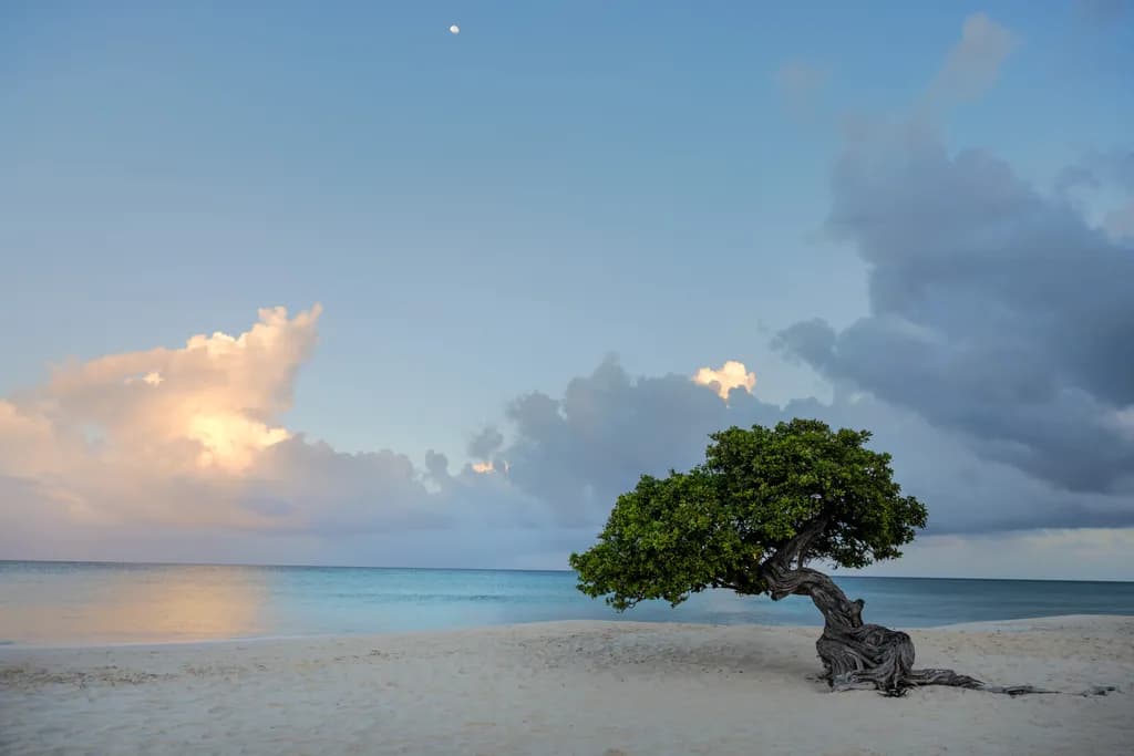 Moonlit Solitude