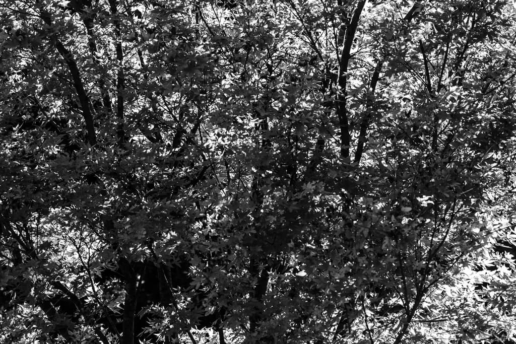 Leafy Shadows