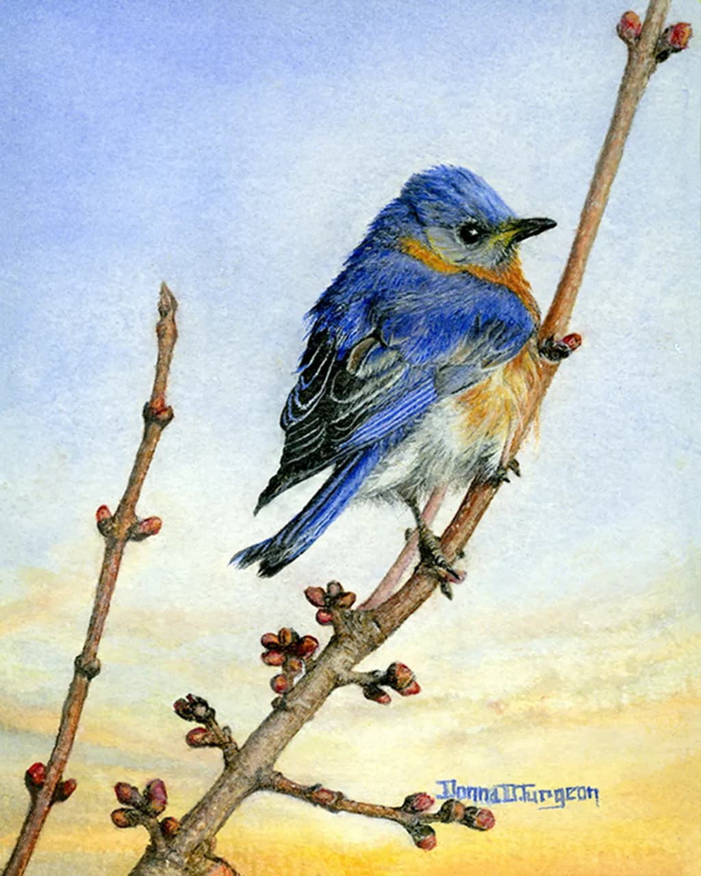 Eastern Bluebird at Dawn