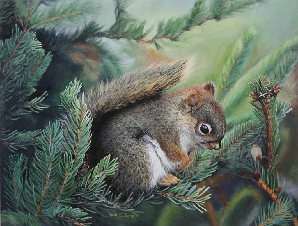 Baby Red Squirrel