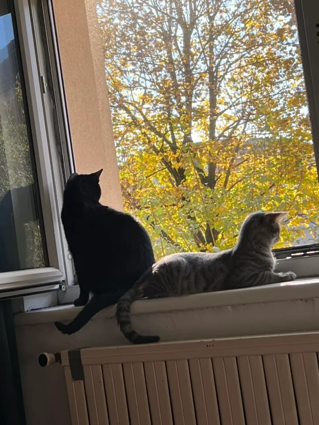 Window Watchers