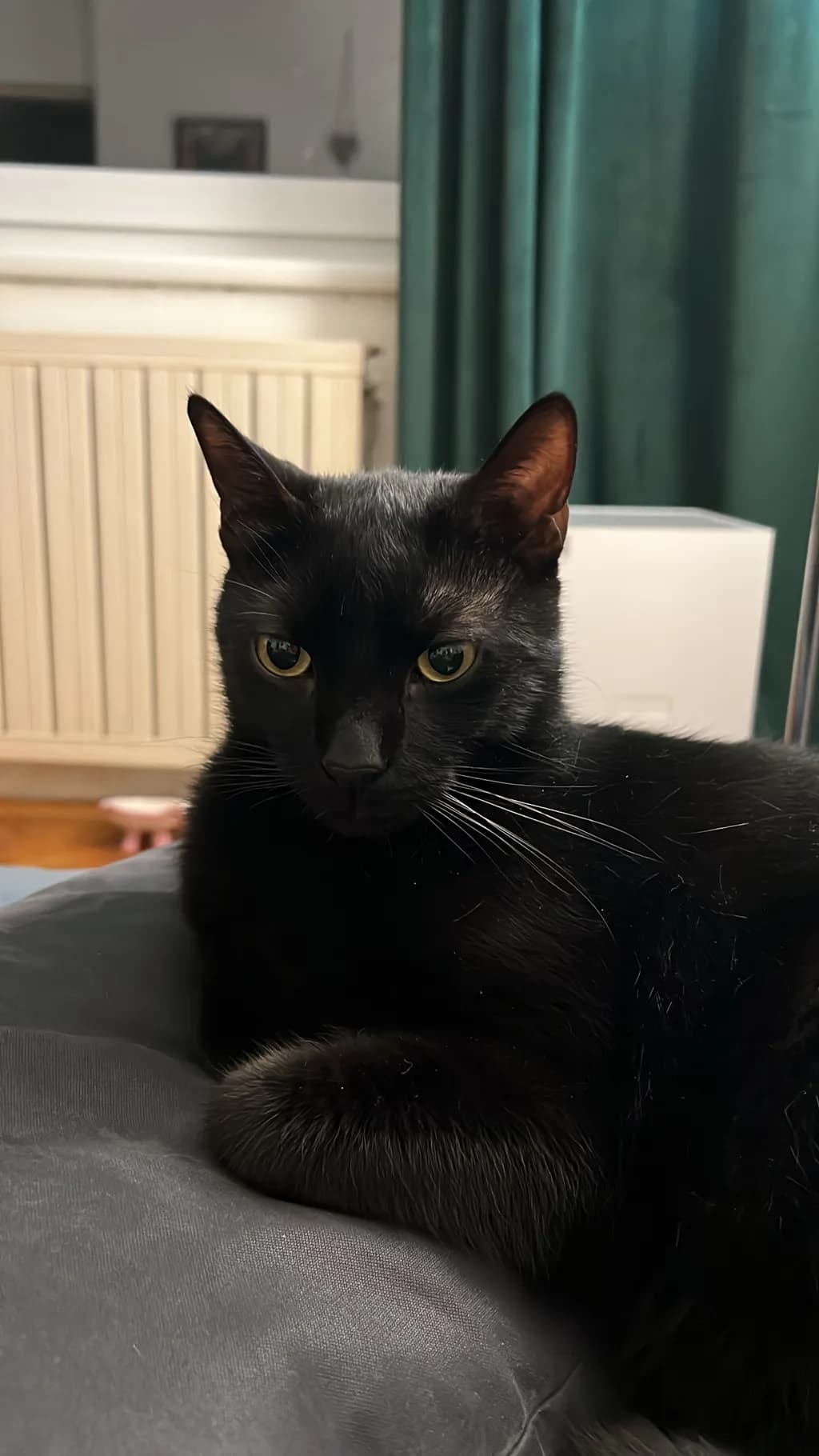 Midnight Watcher