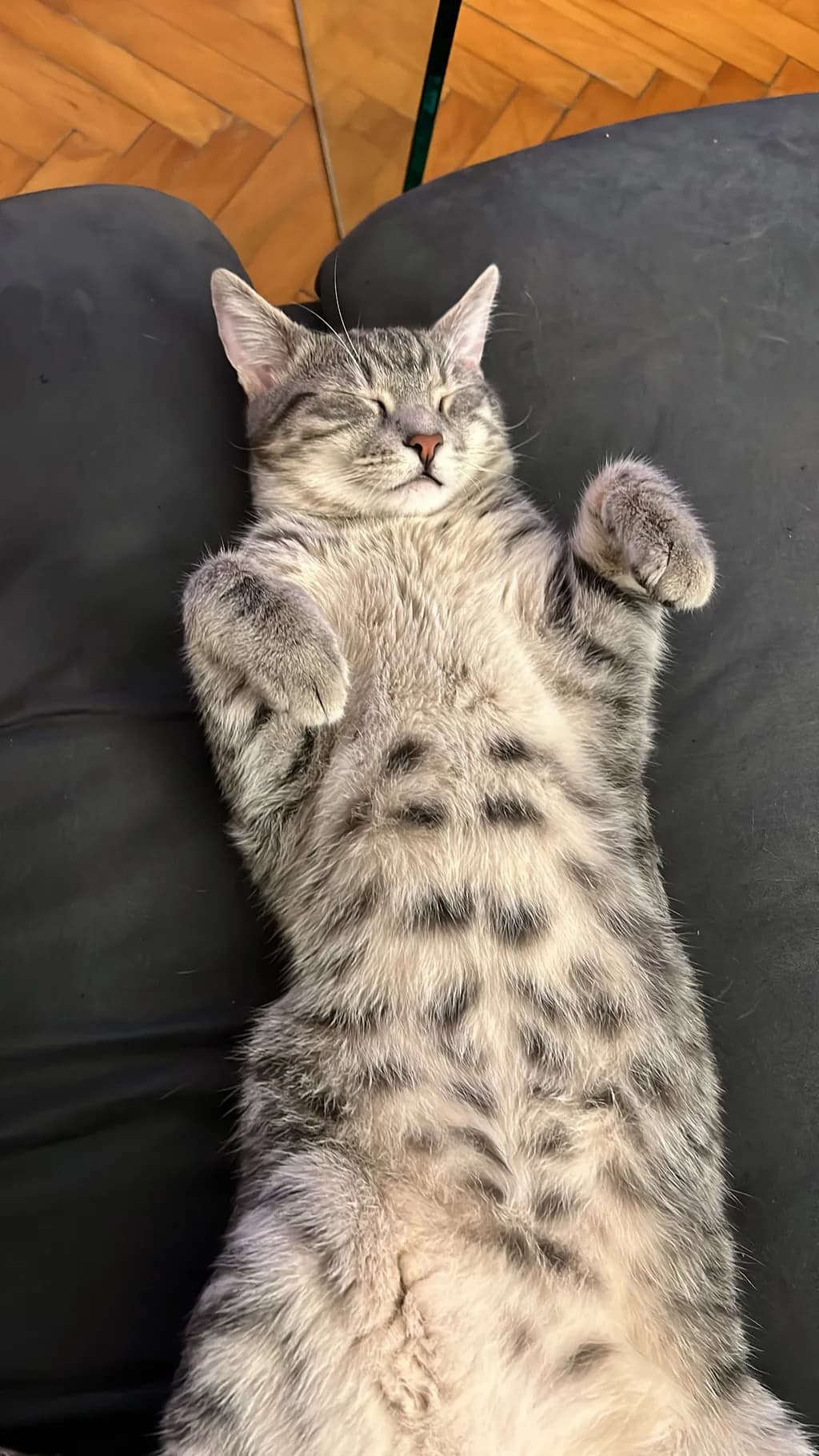 Sleeping Tabby
