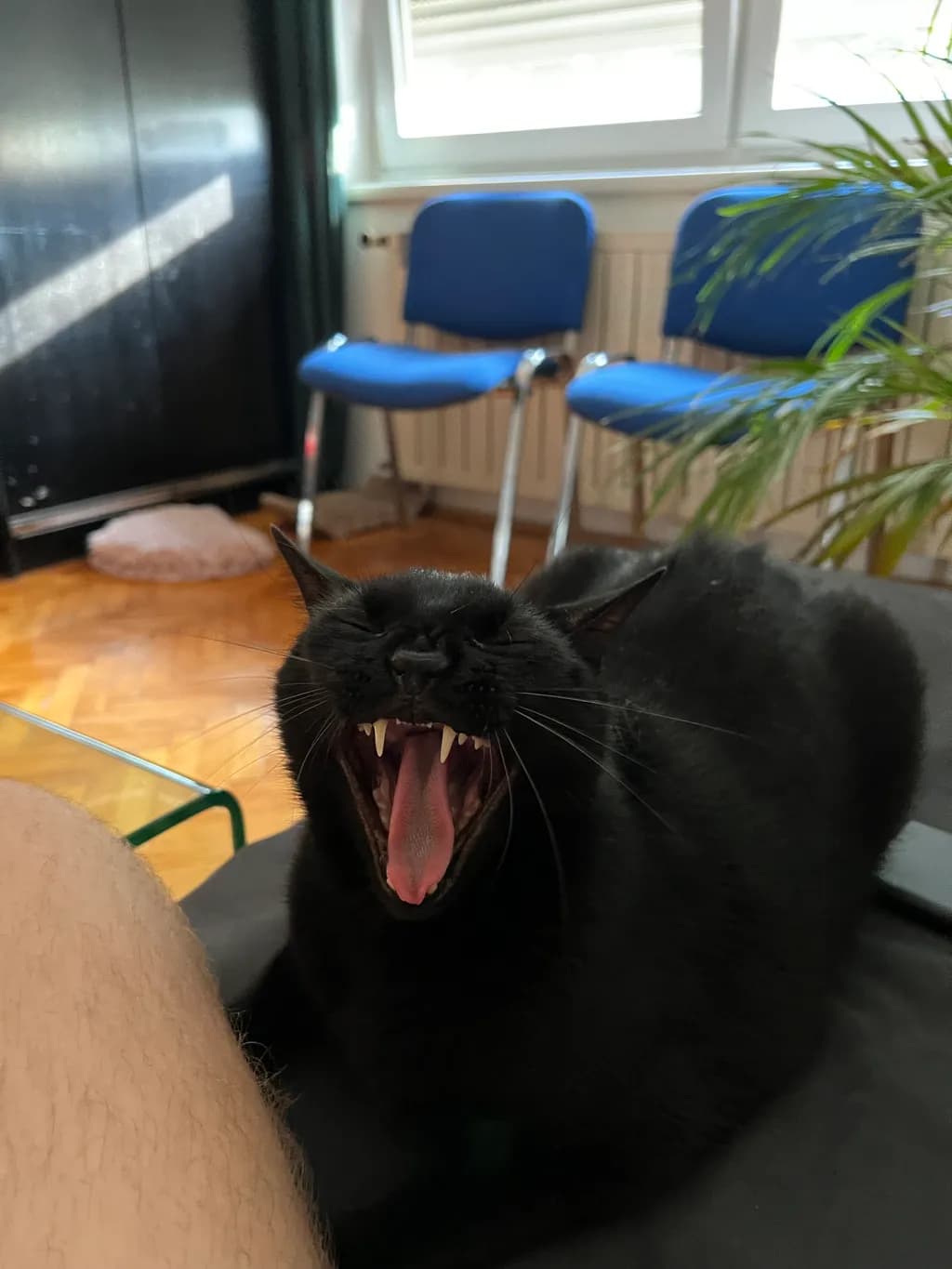 Yawning Midnight