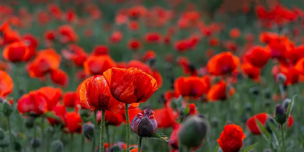 Whispers of Crimson: A Vibrant Field of Blossoming Poppies in Nature's Embrace