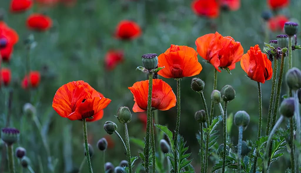 Whispers of Crimson: A Dance of Poppies in the Morning Light