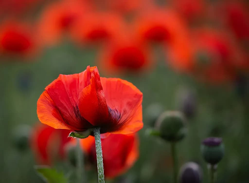 Whispers of Red: A Dance of Blossoms in Nature's Embrace