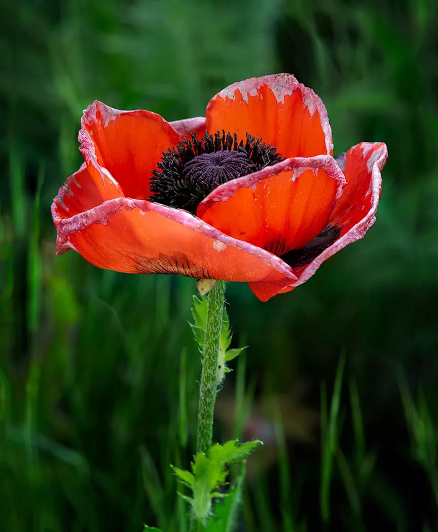 Whispers of the Wild: A Radiant Poppy in Nature's Embrace