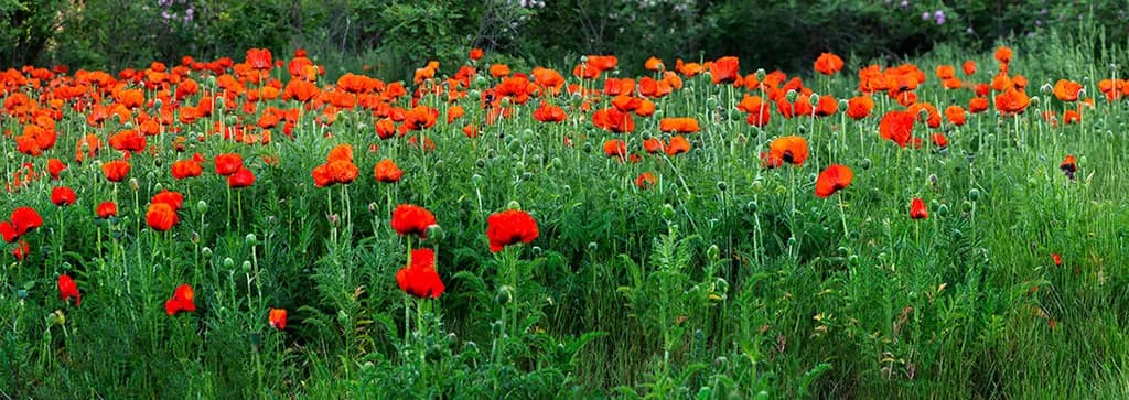 Whispers of Flame: A Dance of Poppies in the Meadow