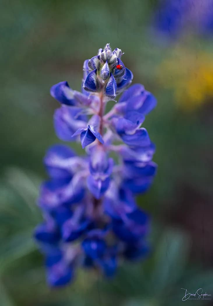 Whispers of Blue: A Ladybug's Serenade Among the Blossoms