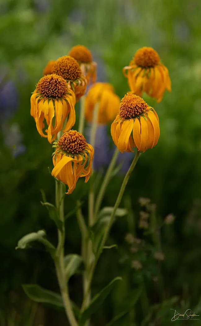 Golden Petals: A Dance of Nature's Resilience in Bloom