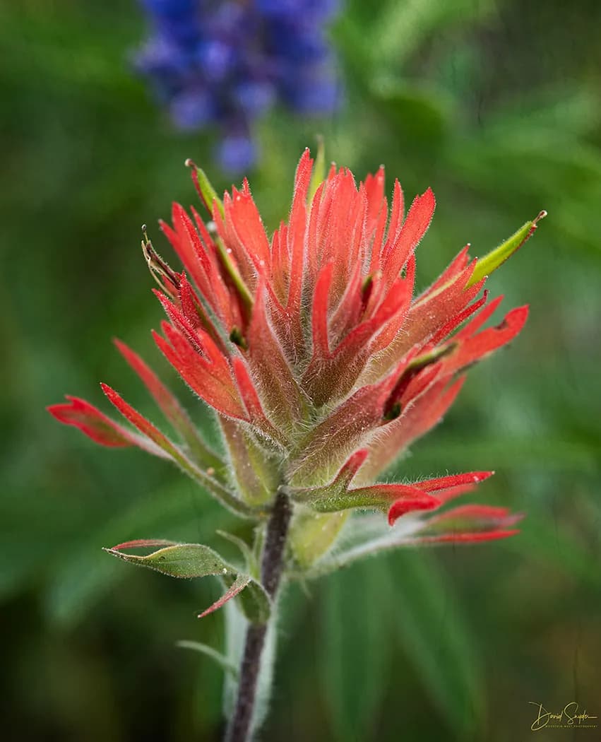 Fiery Blossoms: A Dance of Nature's Palette in the Heart of the Wild