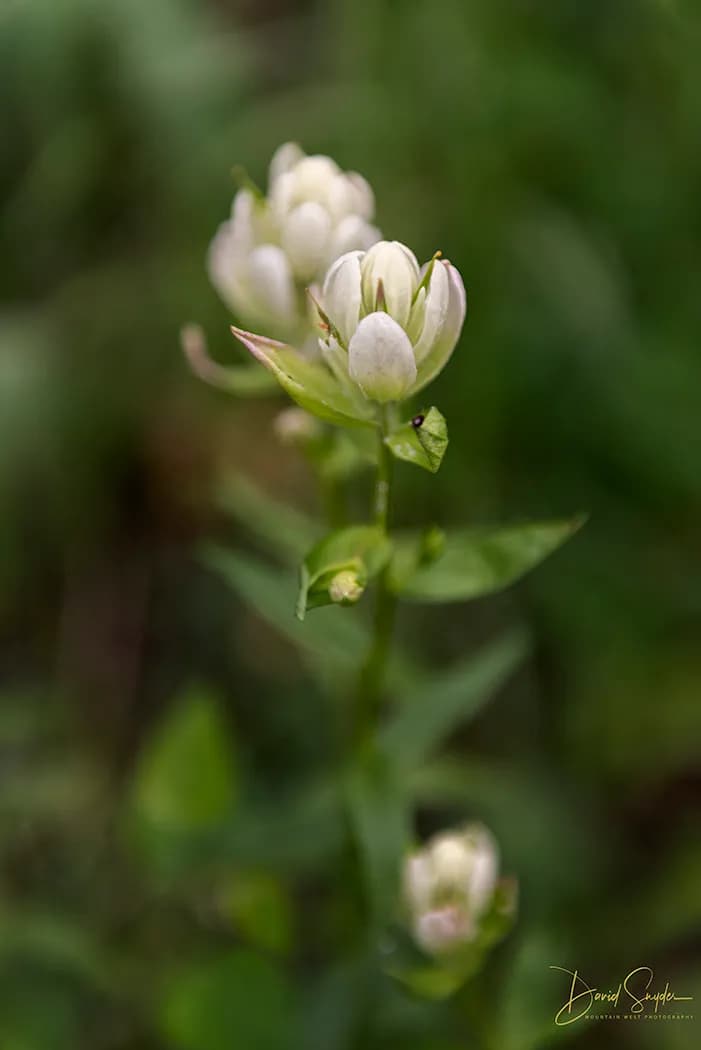 Whispers of Nature: The Delicate Bloom in a Sea of Green