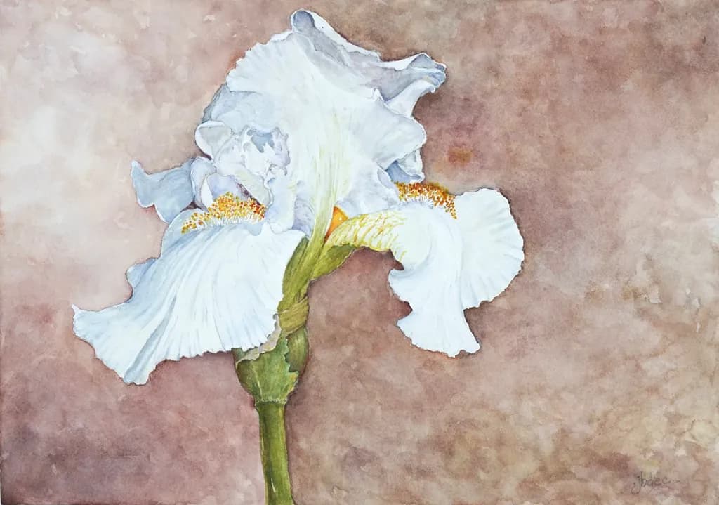 White Iris Blossom