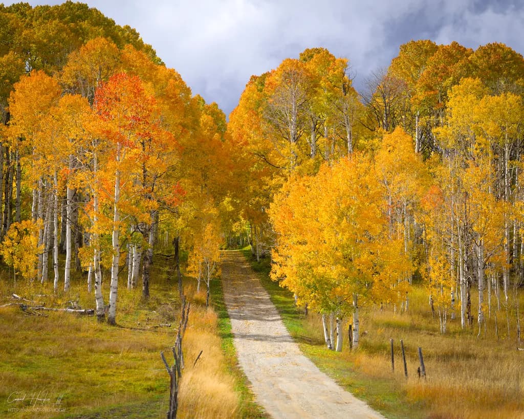 Into the Aspens