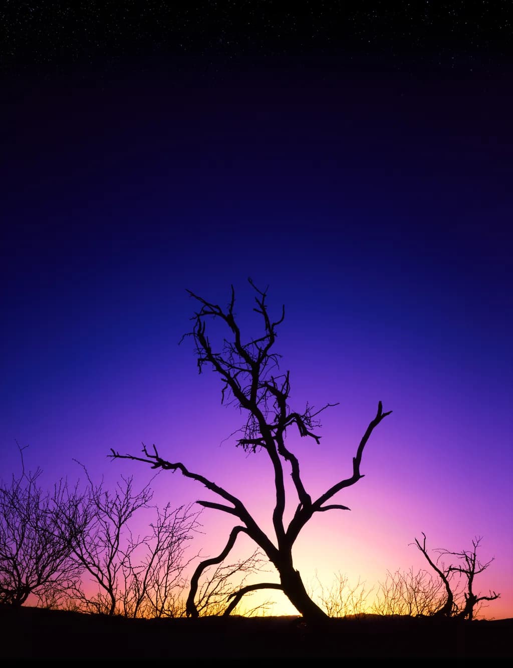 Mesquite Morning 2