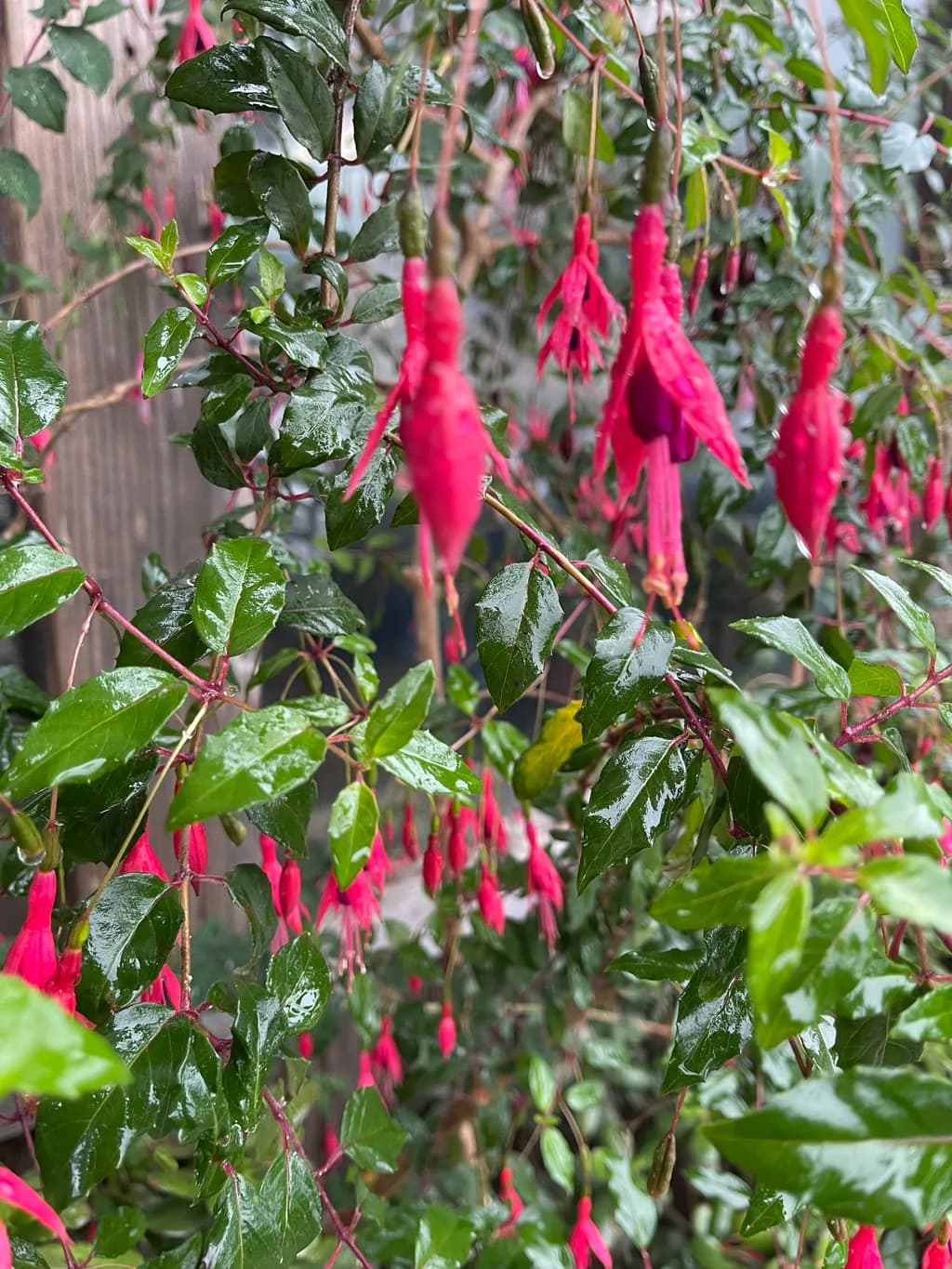 Fuchsia Rainfall