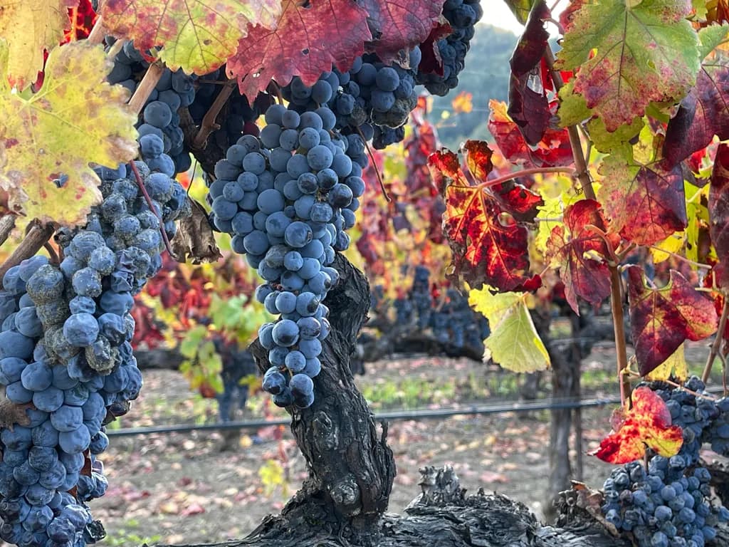 Autumn Harvest