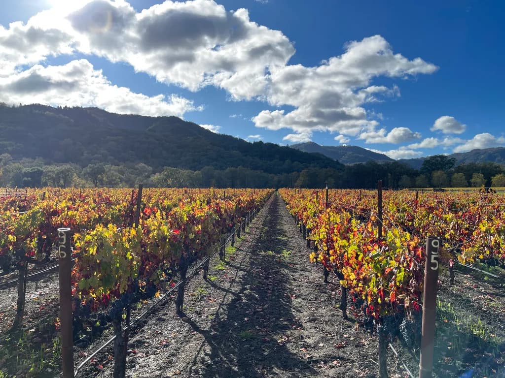 Autumn Vineyard Rows