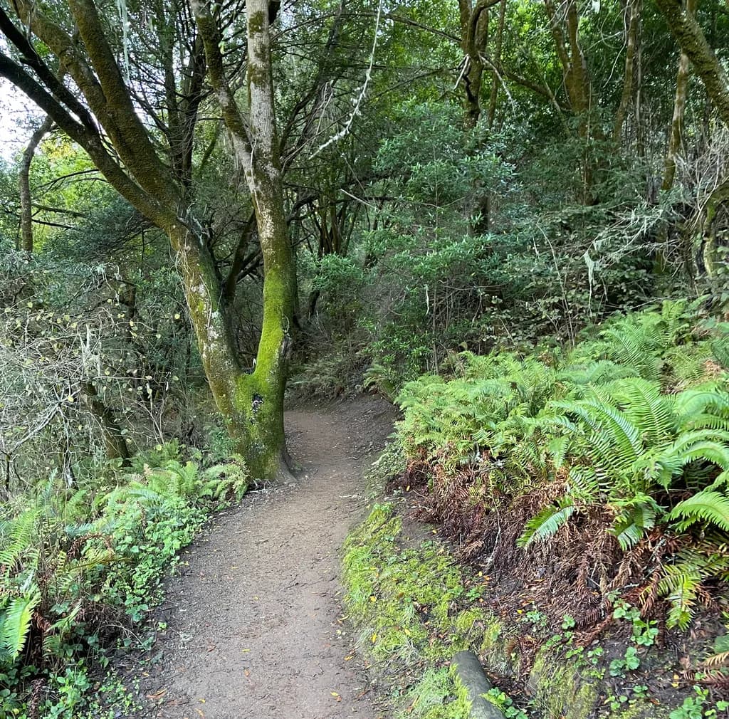 Forest Pathway