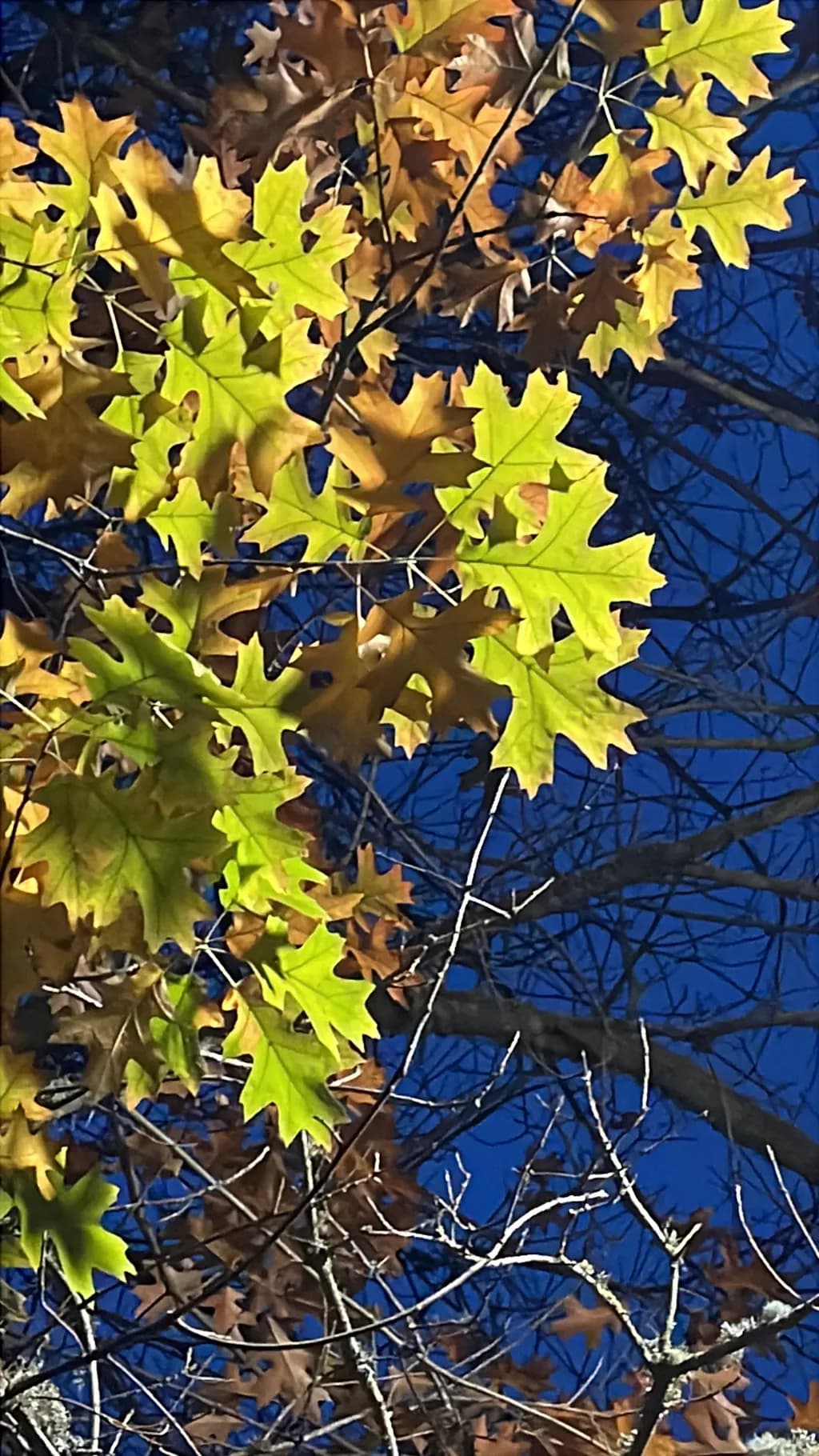 Autumn Canopy