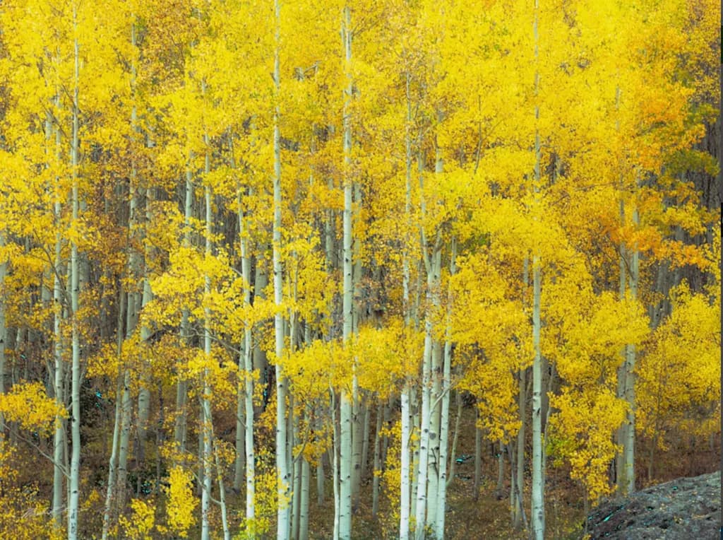 Autumn's Golden Embrace