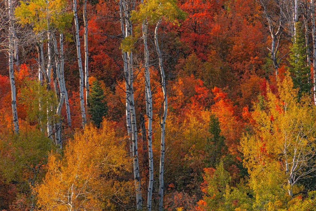 Forest Symphony