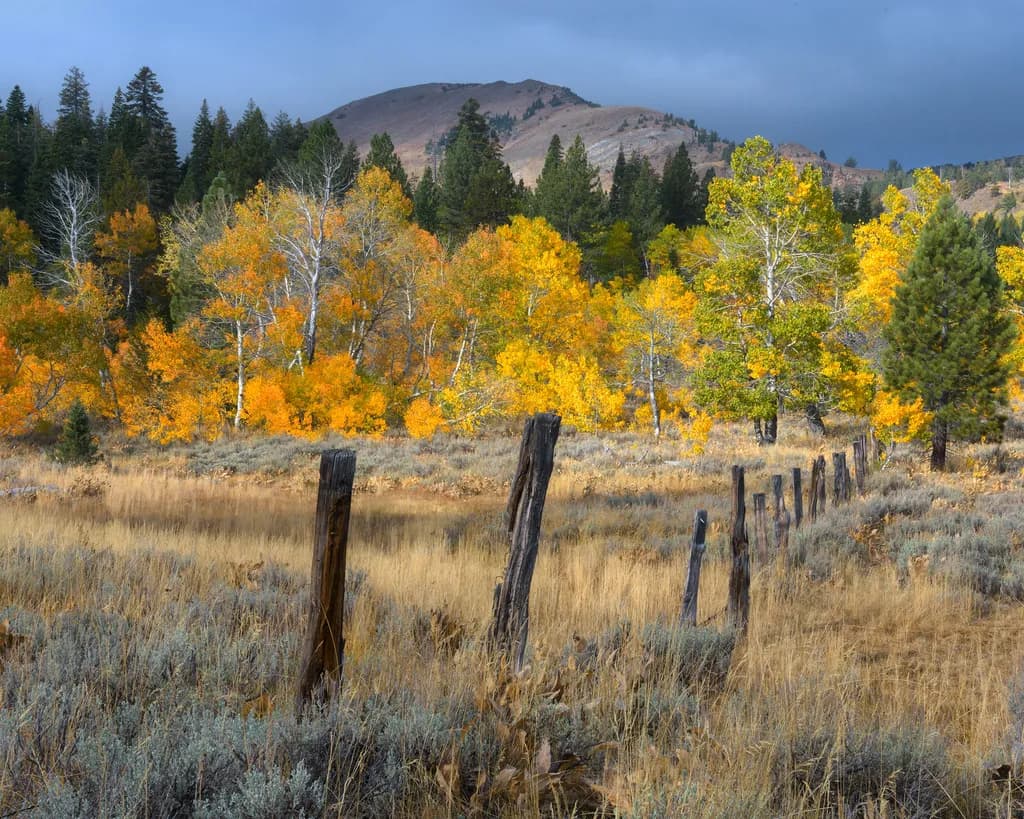 Autumn Mountain Meadow
