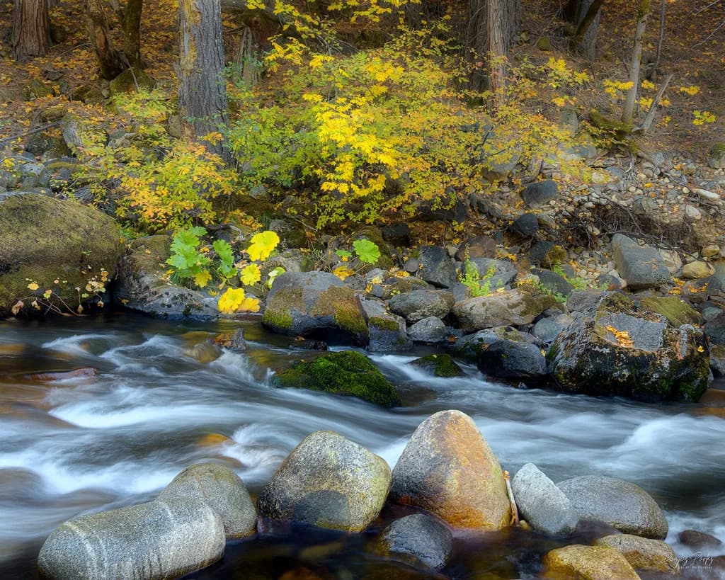 Autumn Forest Stream