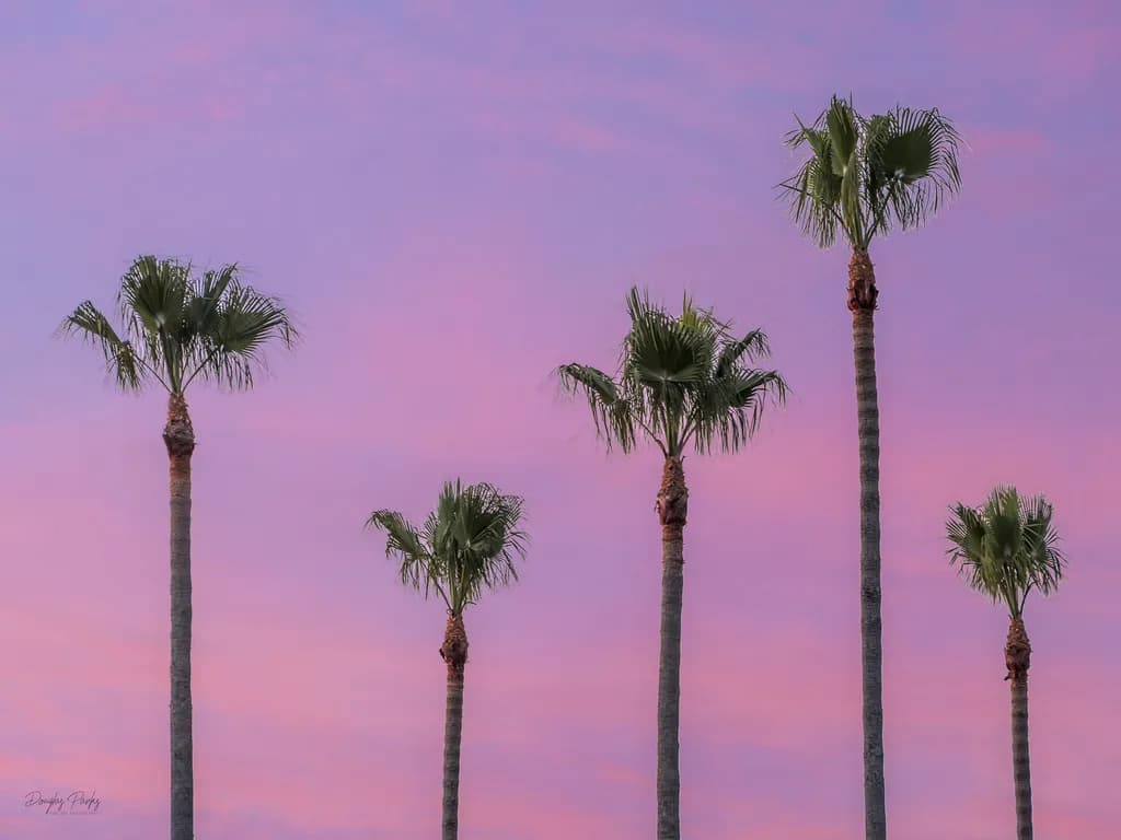Palms Under Pink Sky