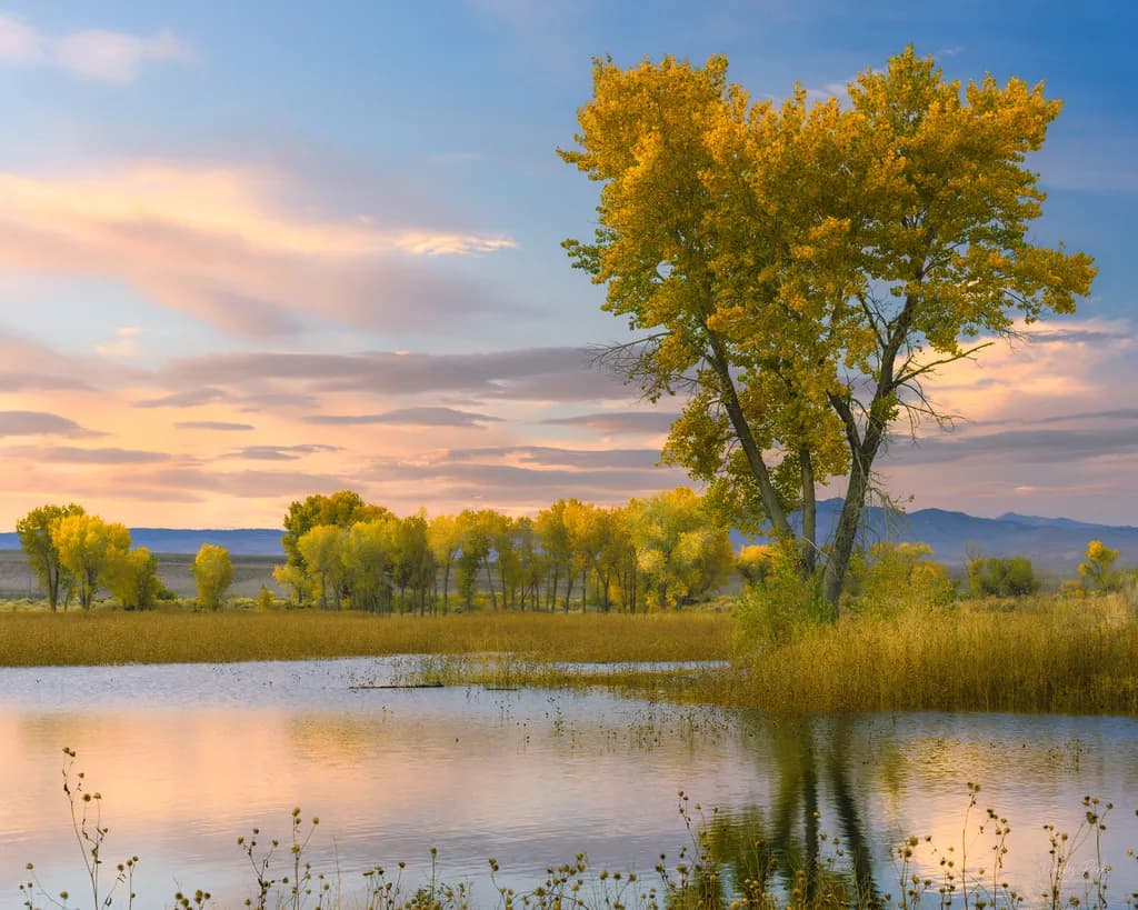 Golden Tree Reflection