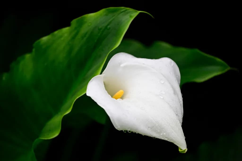 Calla Lily Detail