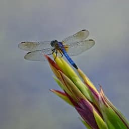 Blue Dragonfly Perch