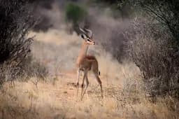 Gerenuk