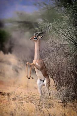 Long Neck Gerenuk
