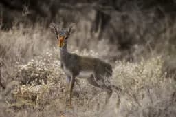 Dik-dik Gaze