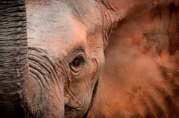 Trunk Eye Ear