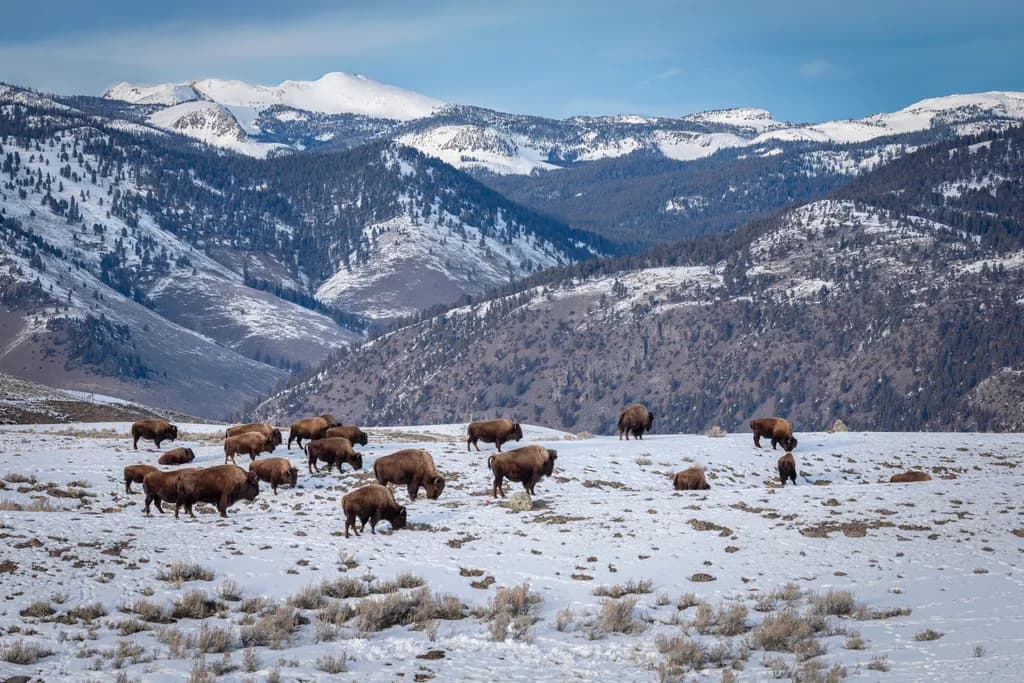 Yellowstone's Winter Bison