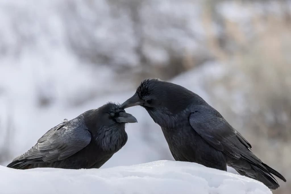 Raven Duet